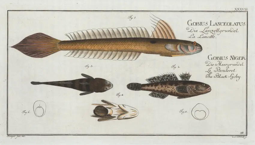 1. 4. Gobius Lanceolatus, The Lancet-Goby; 2. 3. Gobius Niger, The Black Goby. (1785-1797)
